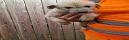 Lurcher dogs for sale: Stunning Lurcher puppies in Sheffield - Advert 3