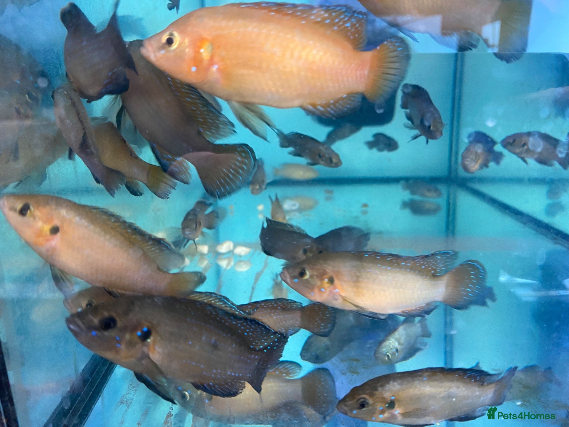 Cichlids fish Turkana jewel cichlids  - Advert 1
