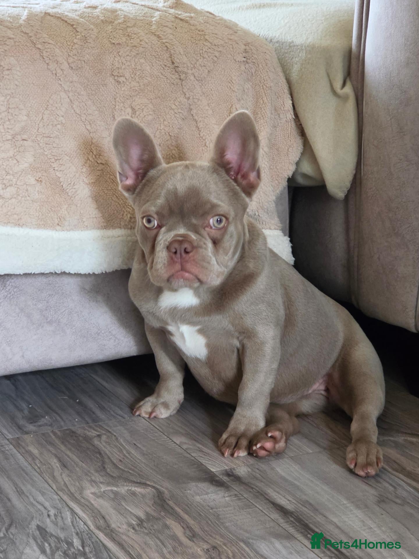 French Bulldog dogs Girl French bulldog - Advert 3