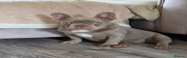 French Bulldog 