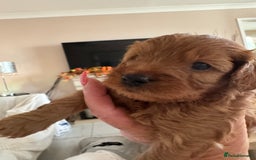 Cavapoo dogs for sale: Beautiful TOY Cavapoo puppies  - Image 4