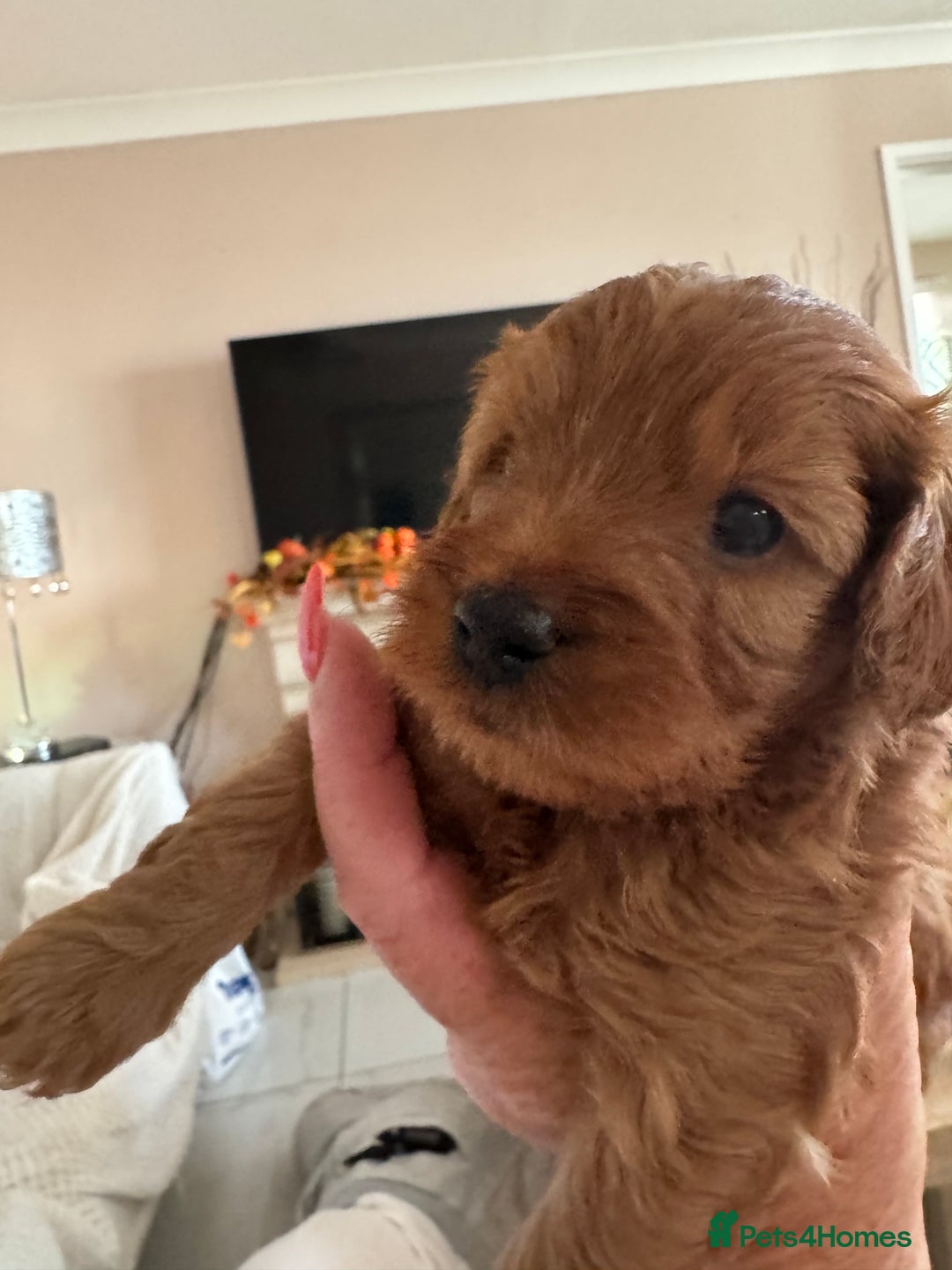Cavapoo dogs for sale: Beautiful TOY Cavapoo puppies  - Image 4