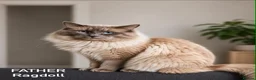 Ragdoll cats for sale: The last Ragdoll boy kitten 🩵 - Advert 3