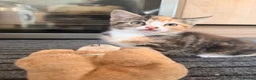Mixed Breed cats for sale: Adorable Kittens Looking for Their Forever Homes - Advert 11