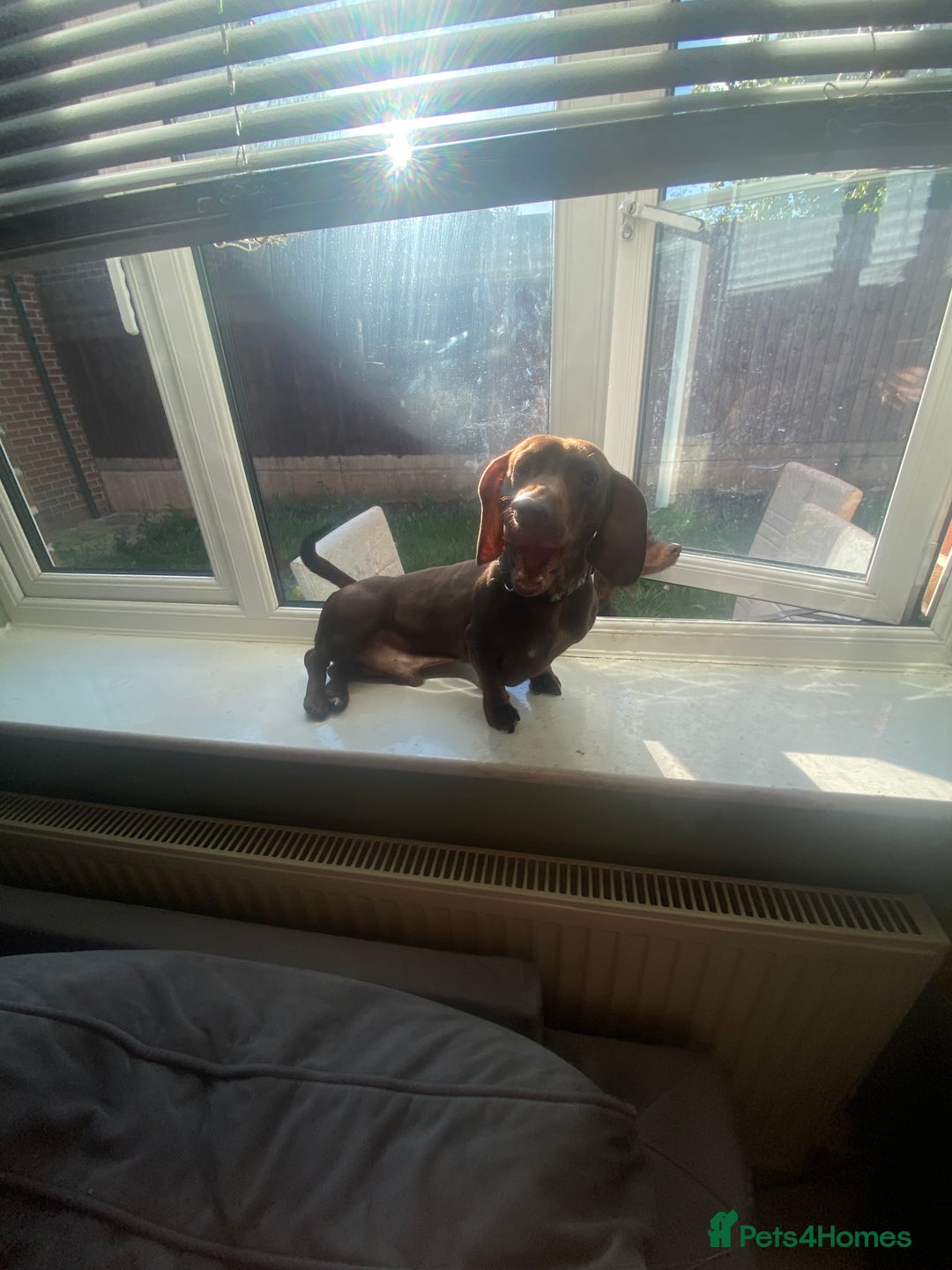Miniature Dachshund dogs for sale: Pure mini chocolate/tan 6wk old dachshund boys  - Image 13
