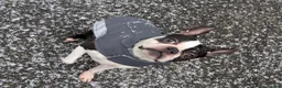 Boston Terrier dogs for stud: Harley - Boston Terrier - 7 Years Old in Stockton-on-Tees - Advert 13