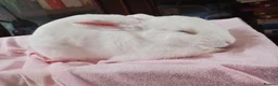 English Lop rabbits for sale: Rabbit - Advert 9