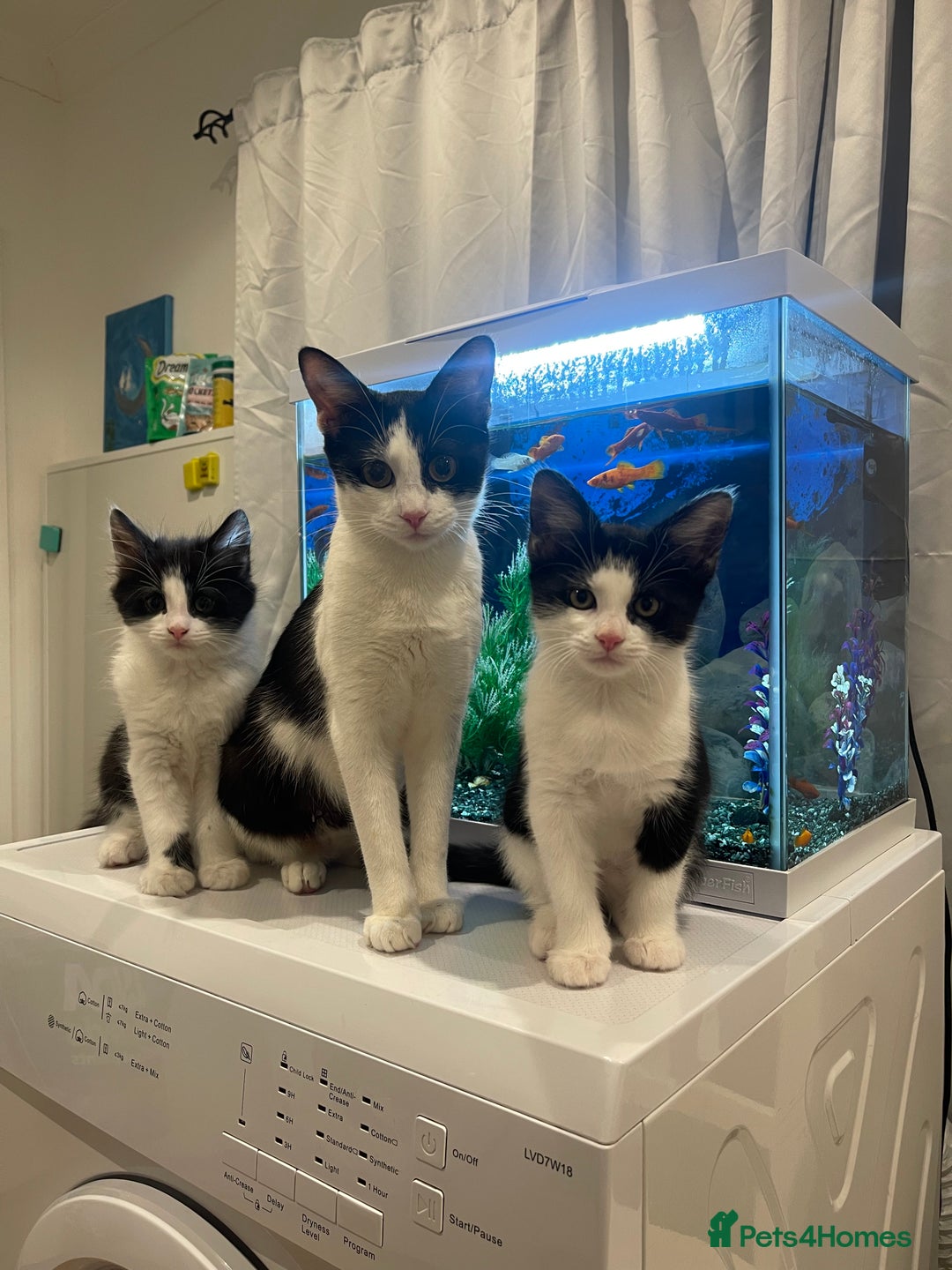 Mixed Breed cats for sale: 5 little kittens trained  - Advert 6