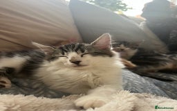 Mixed Breed cats for sale: Kittens ready to go! - Advert 18