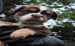 Old Tyme Bulldog dogs for sale: Fluffy Olde English Bulldogs – Ready Now 🏡 - Image 4