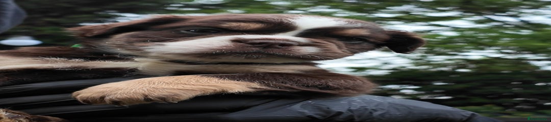 Olde English Bulldog Puppy 4