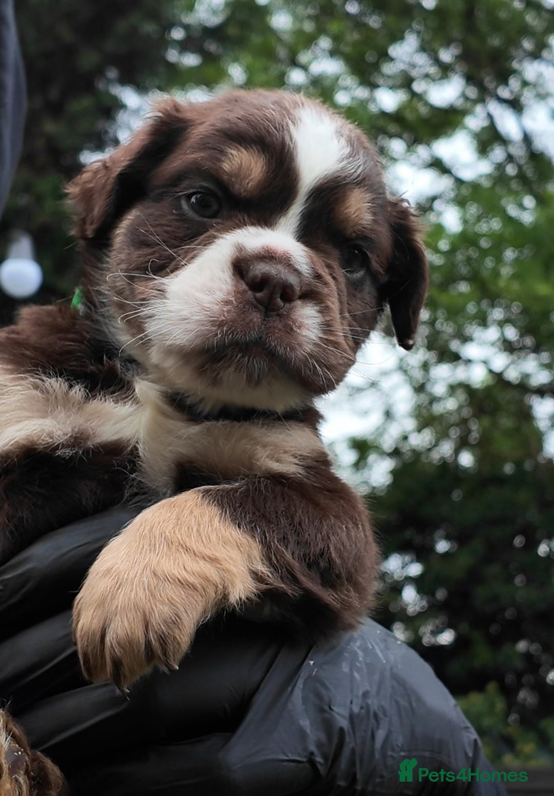 Old Tyme Bulldog dogs for sale: Fluffy Olde English Bulldogs – Ready Now 🏡 - Image 4