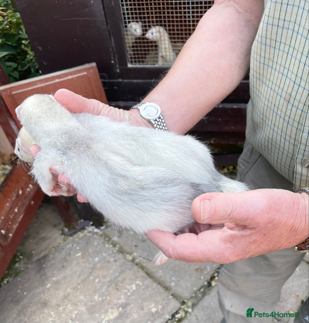 Ferret rodents for sale: Greyhound Ferret Kits - Image 5