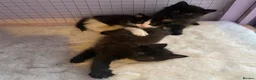 Ragdoll cats for sale: Ragdoll Cross long coated kittens - Advert 12