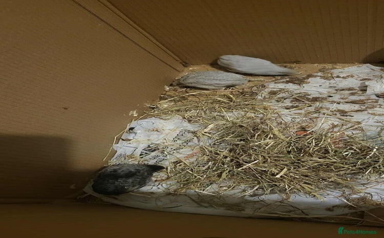 Quail poultry £5 for all 4 button quails - Advert 3