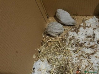 Quail poultry for sale: £5 for all 4 button quails - Advert 1