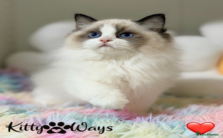 Ragdoll cats 🐾🩷*TICA REG* LYNX TABBY EU RAGDOLL KITTENS🩵🐾 - Advert 7