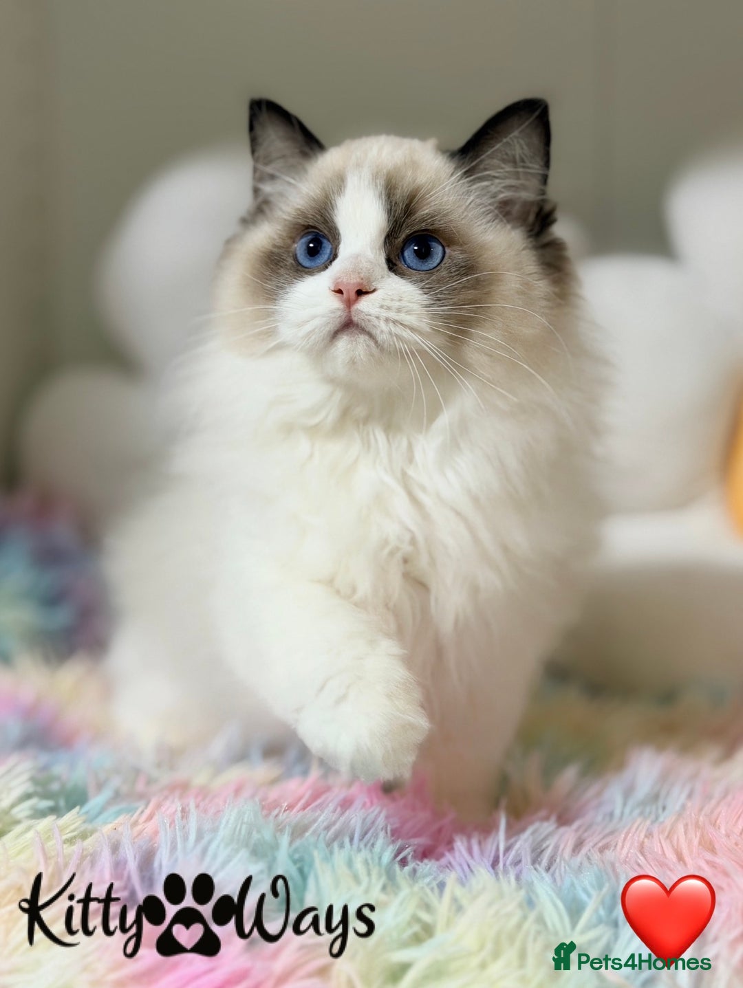 Ragdoll cats for sale: 🐾🩷TICA REG* SEAL BICOLOUR EU RAGDOLL KITTENS🩵🐾 - Advert 1