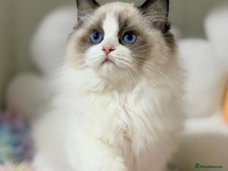 Ragdoll cats 🐾🩷*TICA REG* LYNX TABBY EU RAGDOLL KITTENS🩵🐾 - Advert 6