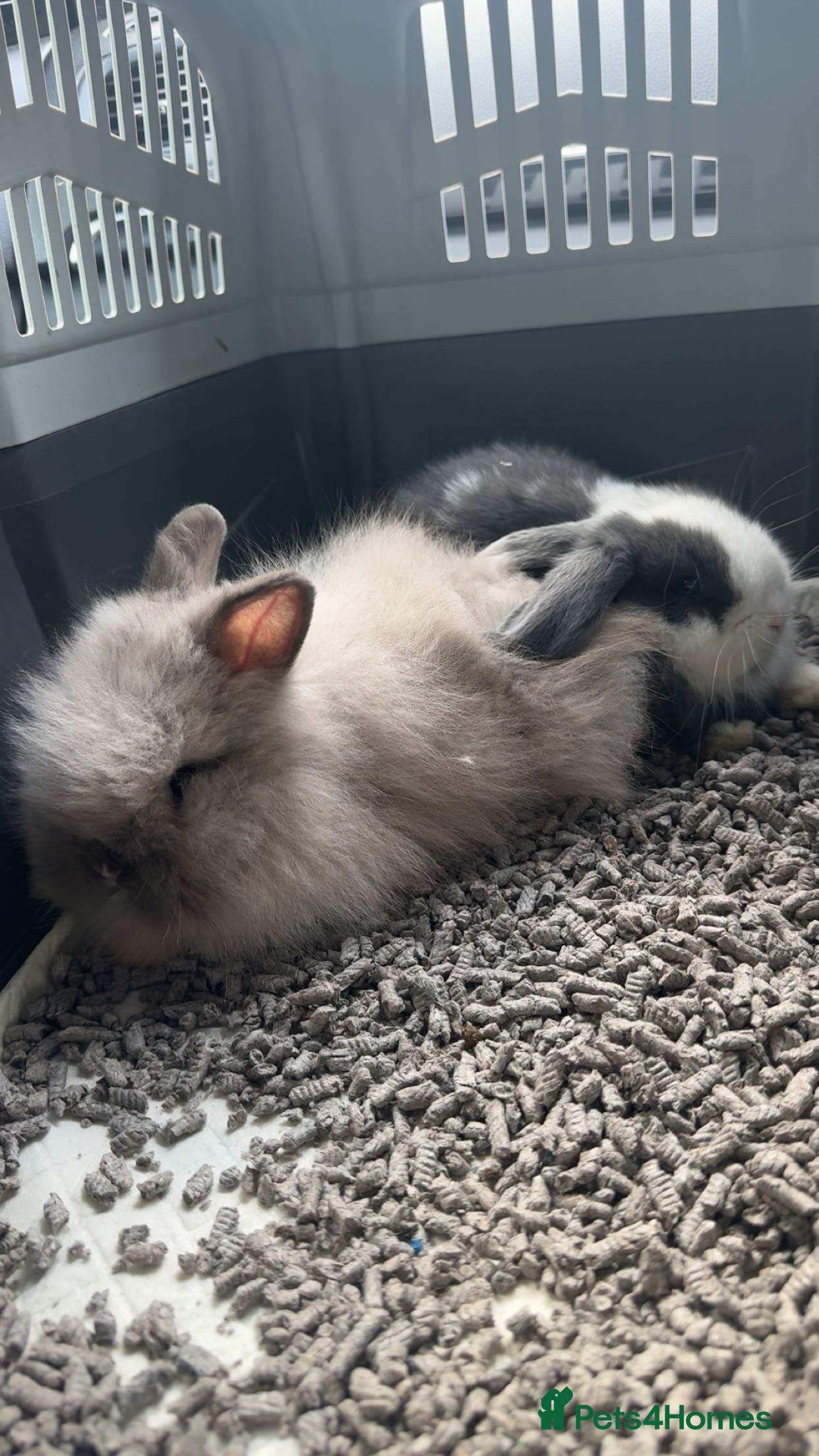 Mini Lop rabbits One mini lop and one lion head for sale  - Advert 3