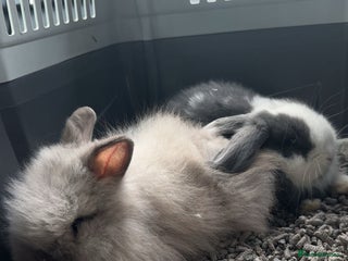 Mini Lop rabbits One mini lop and one lion head for sale - Advert 1
