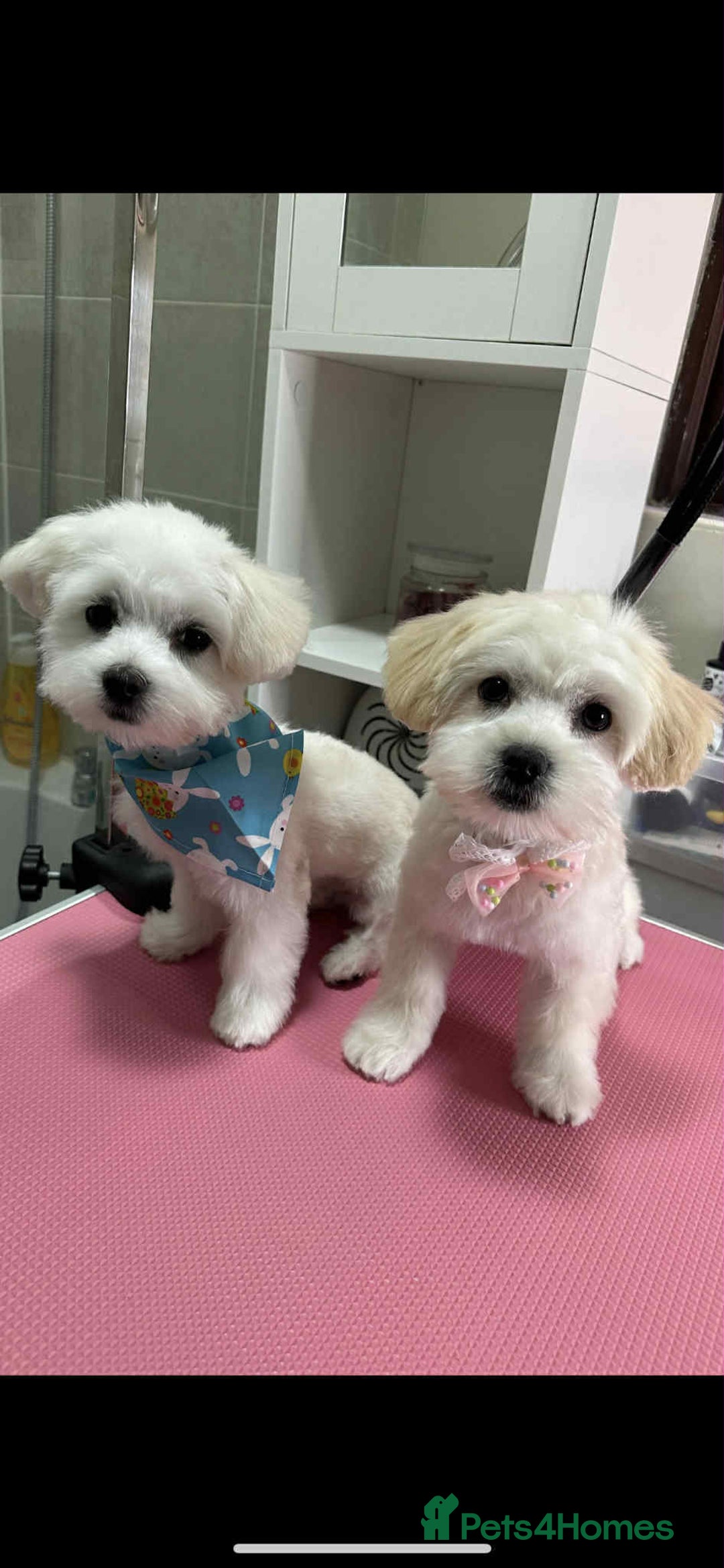 Bichon Frise dogs for sale: Bicchon malteze - Advert 4