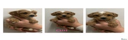 Maltipoo dogs for sale: Toy Maltipoo Puppies - Advert 6