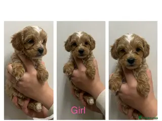 Maltipoo dogs 1x Apricot/White girl & 1x Red Boy left! - Advert 18