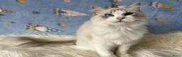 Ragdoll cats for sale: Two Sister TICA Registered Female Ragdoll - Advert 3