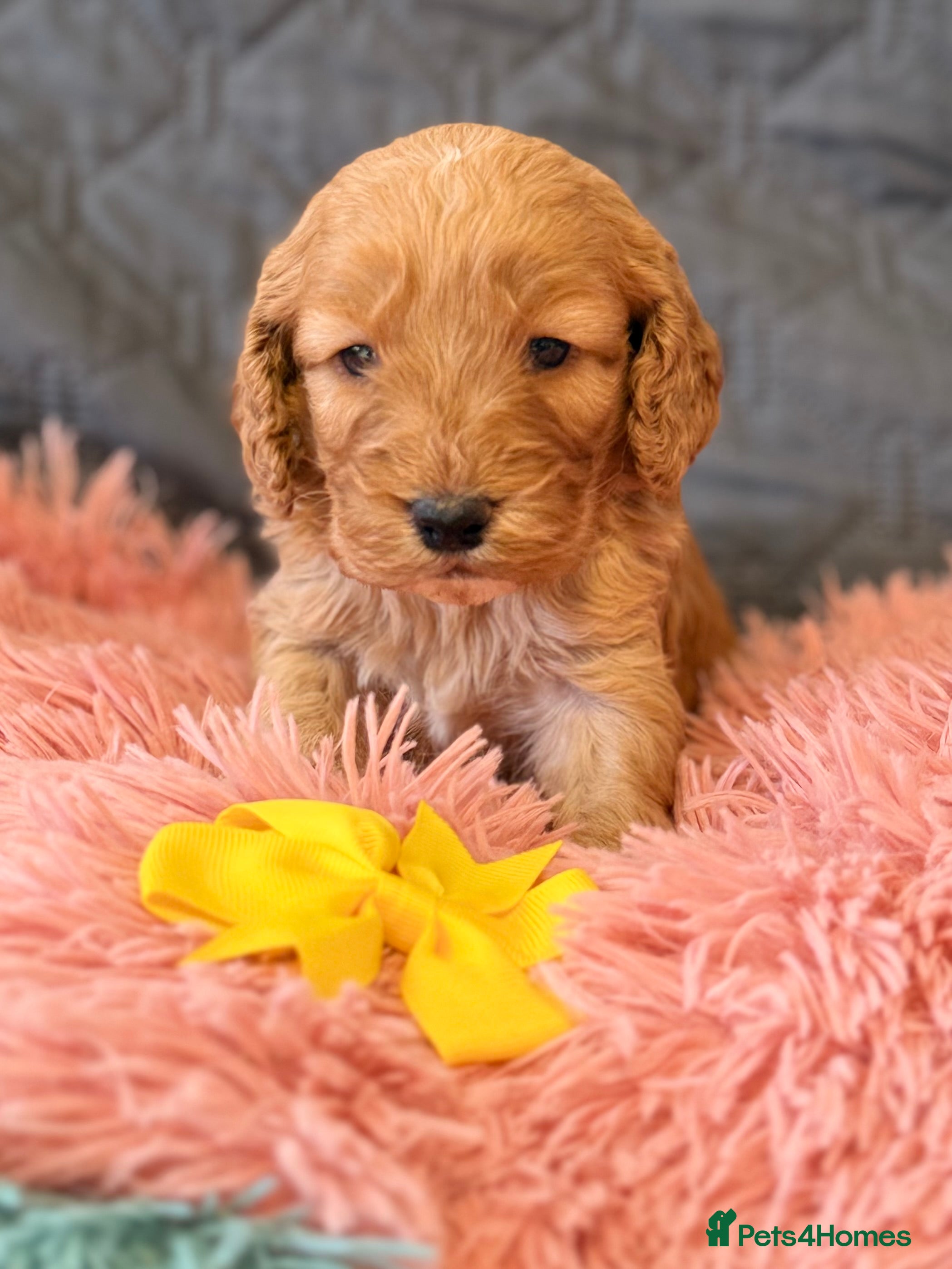 Cockapoo dogs for sale: F1 Cockapoo litter available  #DNA Health tested# - Advert 2