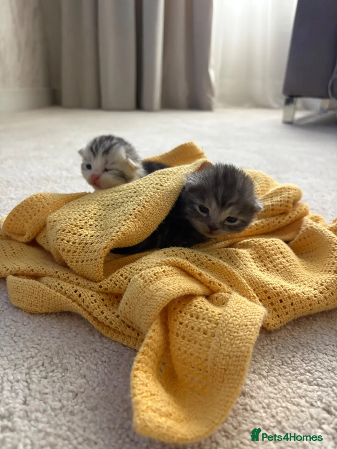 Mixed Breed cats for sale: 🐾✨ BEAUTIFUL FLUFFY PERSIAN-MIX KITTENS ✨🐾 - Advert 2