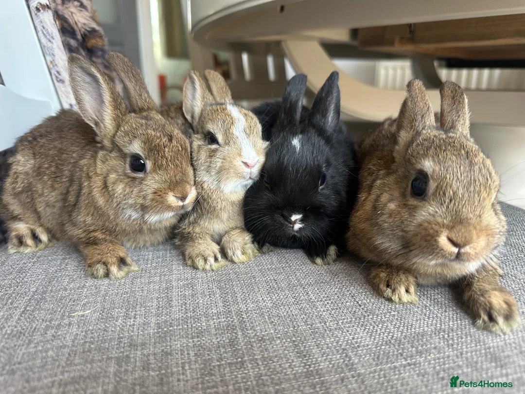 Netherland Dwarf rabbits for sale: Lovely baby Netherlands dwarfs. - Advert 6