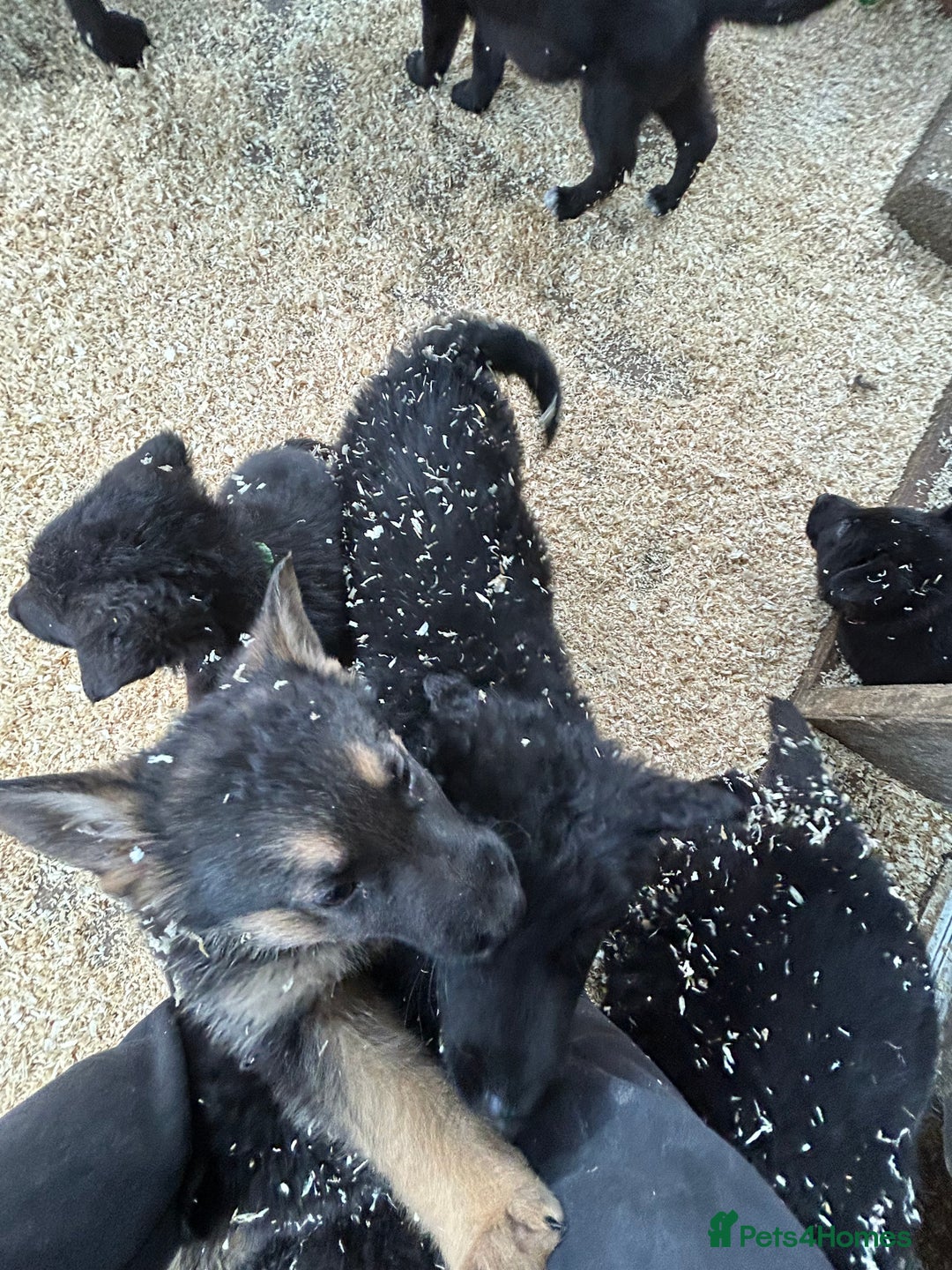 German Shepherd dogs for sale: German shepherd puppies  - Advert 29