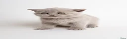 British Shorthair cats for sale: 3x British Shorthair Kittens - Ready to go in Bedworth - Advert 5