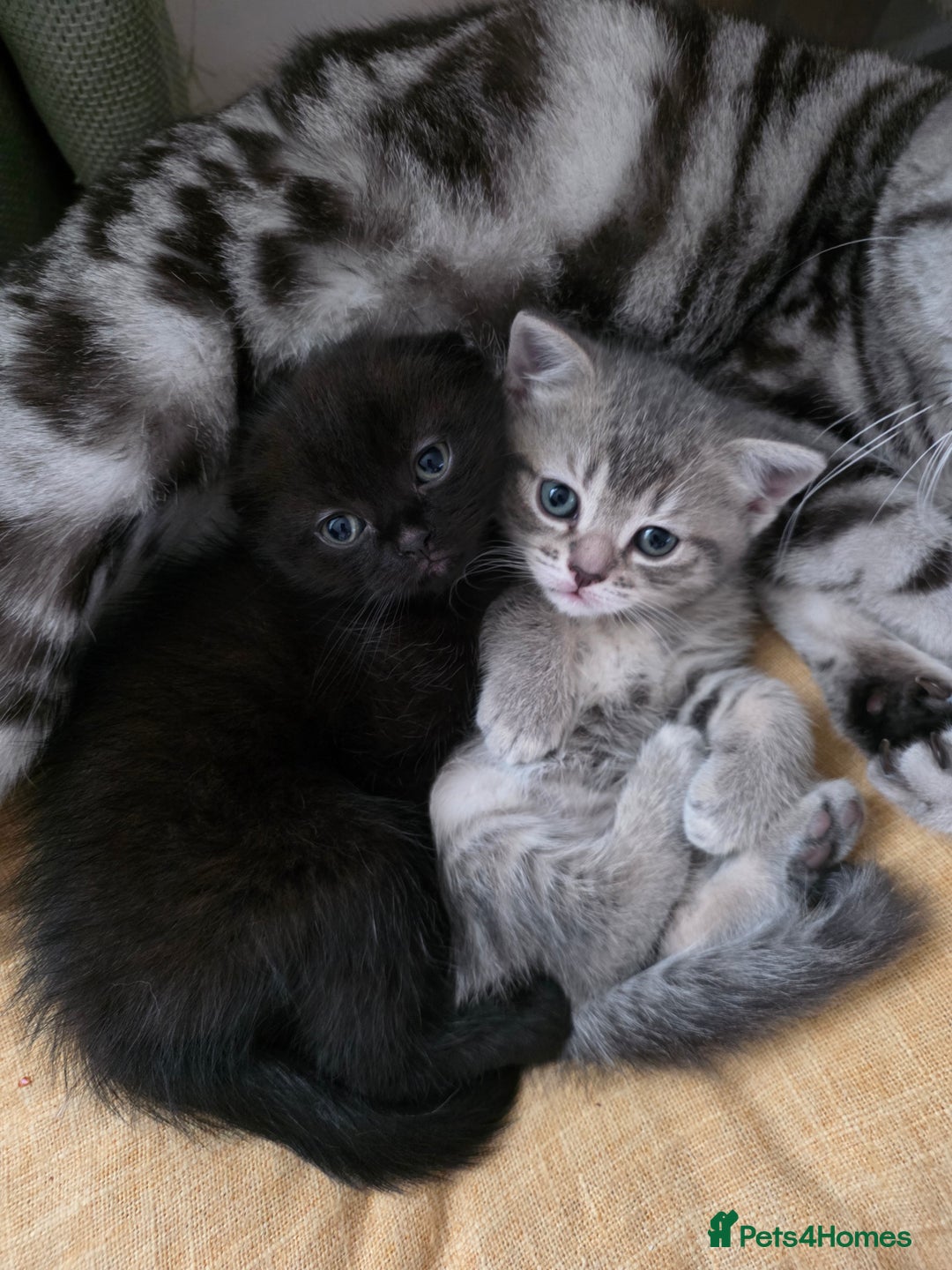 Scottish Fold cats for sale: Scottish Fold  - Advert 11