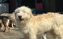 Mixed Breed dogs for adoption: Poppy - Norwich Norfolk  - Image 7