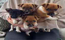 Jack Russell dogs for sale: Excellent pure bred working mini Jack Russell pups - Image 13
