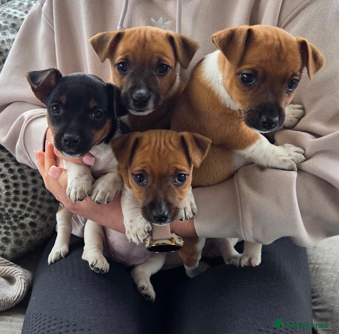 Jack Russell dogs for sale: Excellent pure bred working mini Jack Russell pups - Image 13