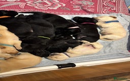 Labrador Retriever dogs for sale: Field trial working Labrador puppies  - Image 2