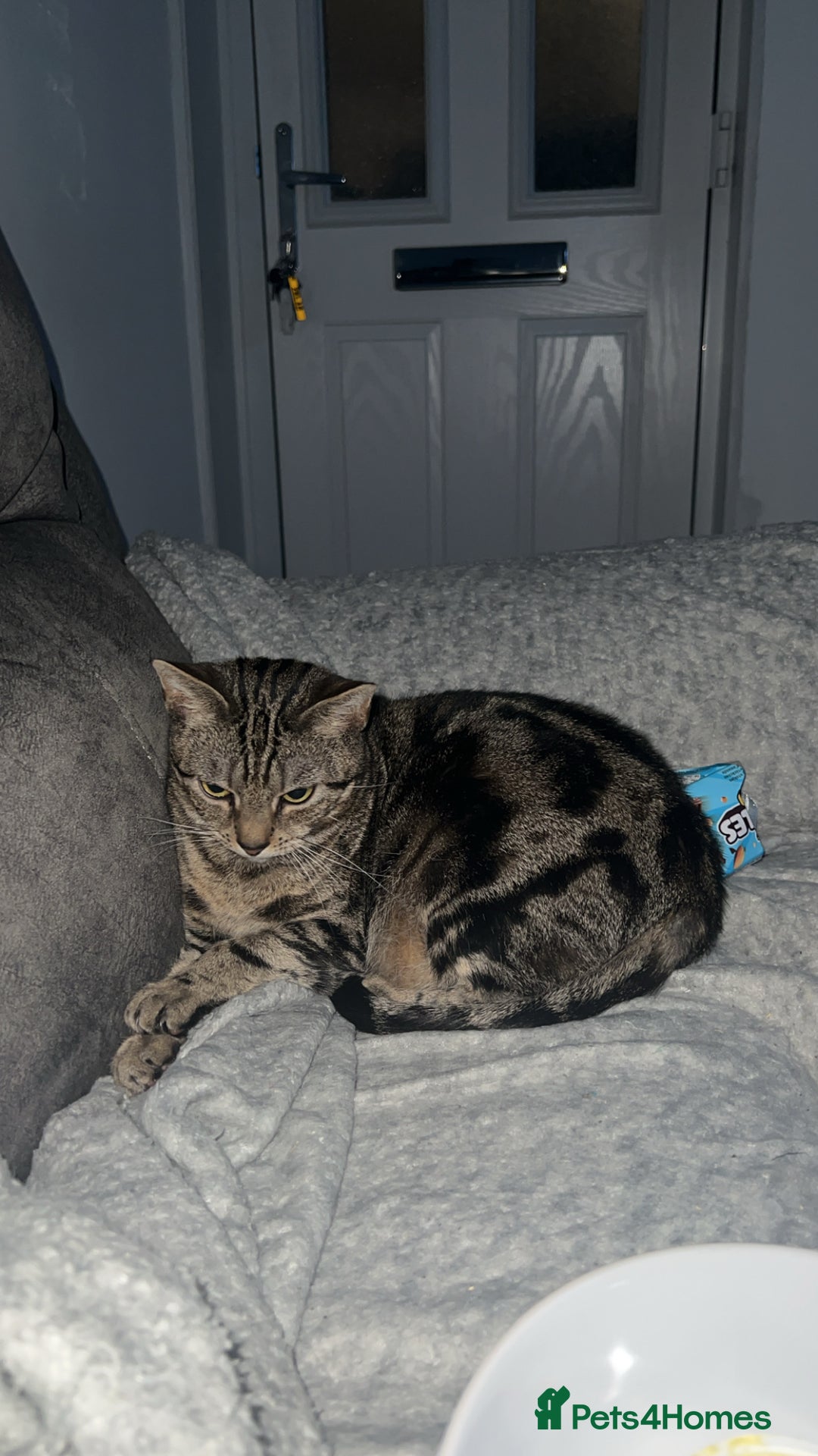 Mixed Breed cats for sale: Must go together! - Advert 10