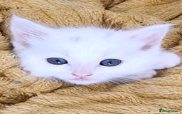Bengal cats for sale: Adorable  kitten  - Image 6