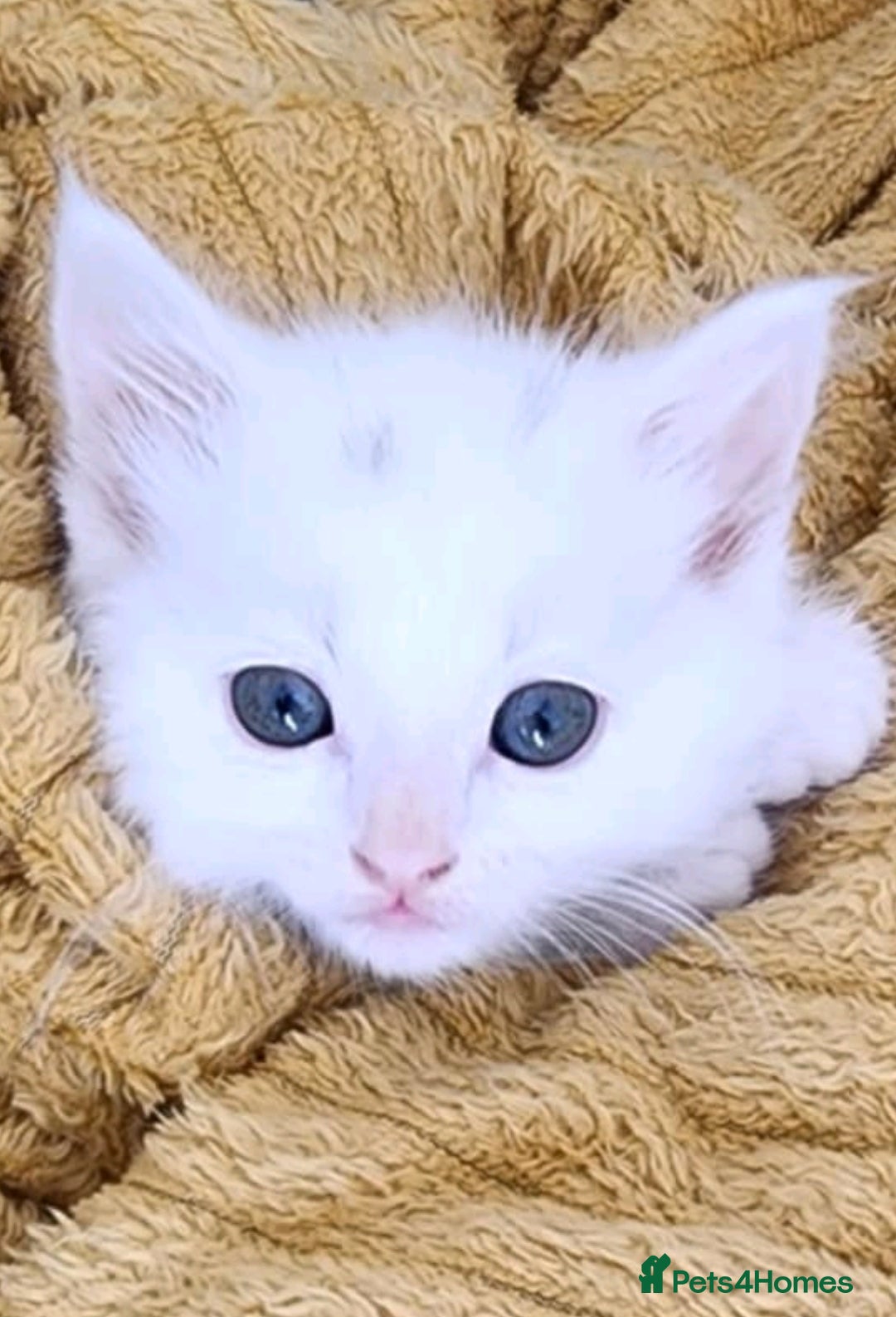 Bengal cats for sale: Adorable  kitten  - Image 6