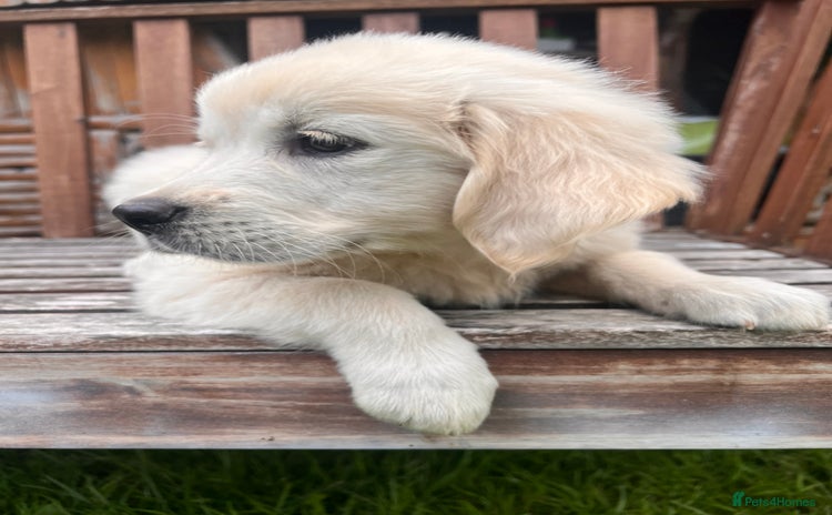 Golden Retriever dogs - Advert 11