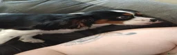 Cavalier King Charles Spaniel dogs for sale: Male Puppy for sale - Advert 8