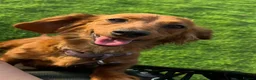 Dachshund dogs for sale: KC REG long haired miniature dachshund - Advert 14