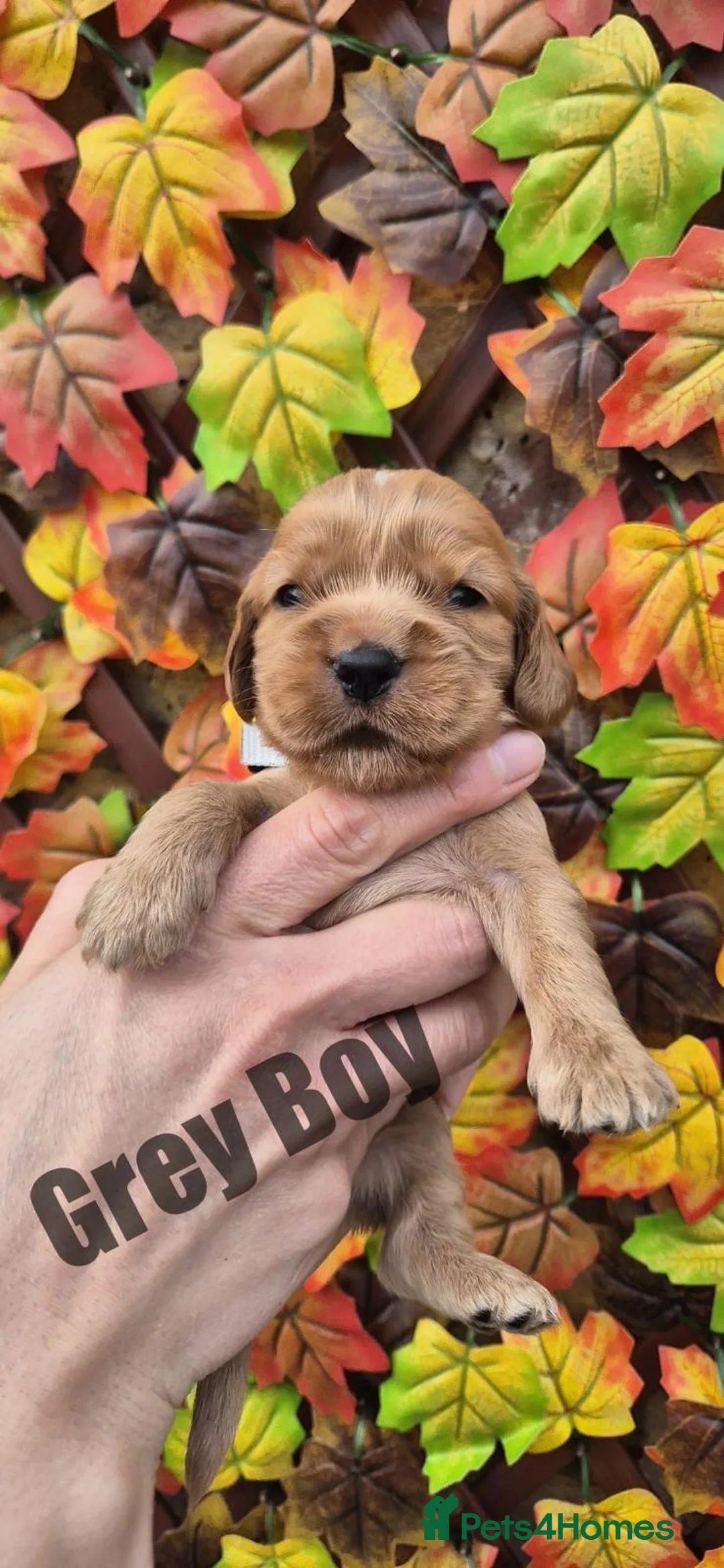 Cocker Spaniel dogs for sale: Superb golden show type cocker spaniel puppies  - Advert 1