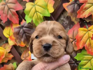 Cocker Spaniel dogs Superb golden show type cocker spaniel puppies - Advert 17