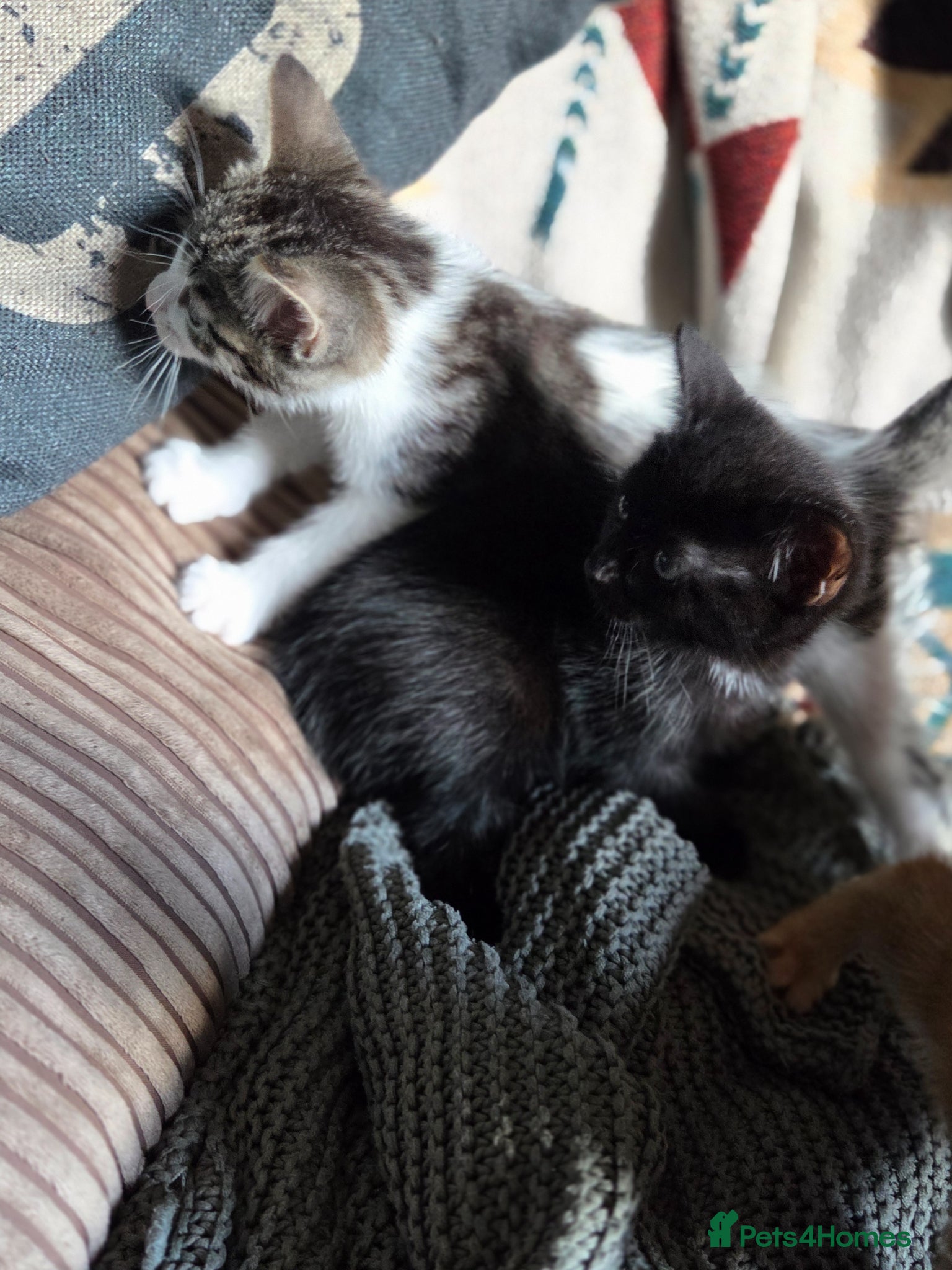 Mixed Breed cats for sale: Kittens ready now PLEASE READ! - Advert 11