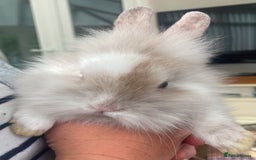 Lionhead rabbits for sale: Stunning Lionhead rabbits  - Image 3