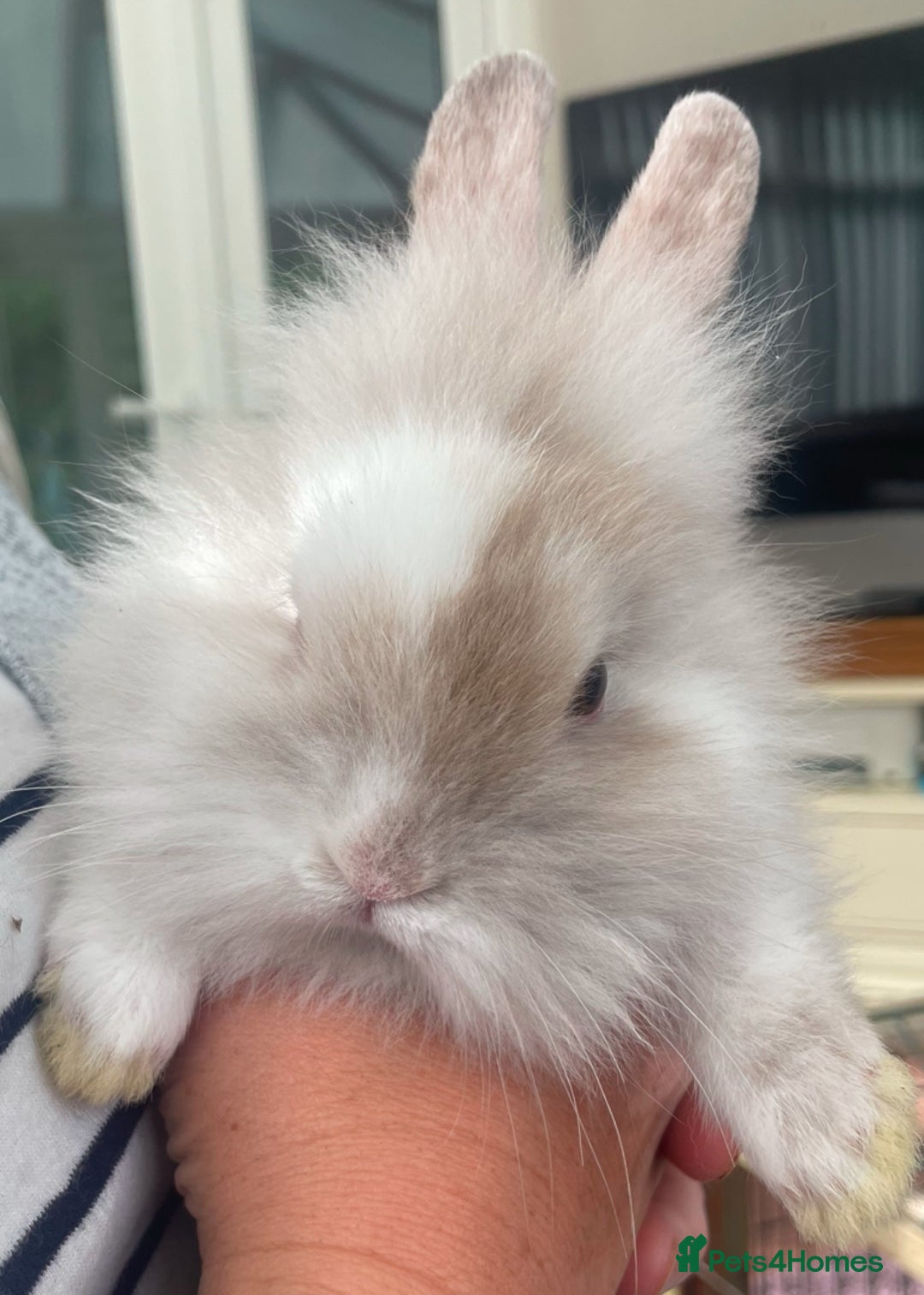 Lionhead rabbits for sale: Stunning Lionhead rabbits  - Image 3